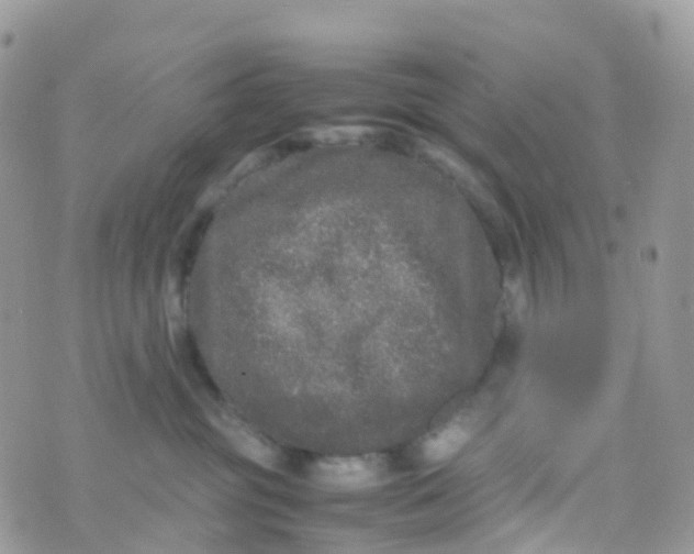 X0000070390381200606301952