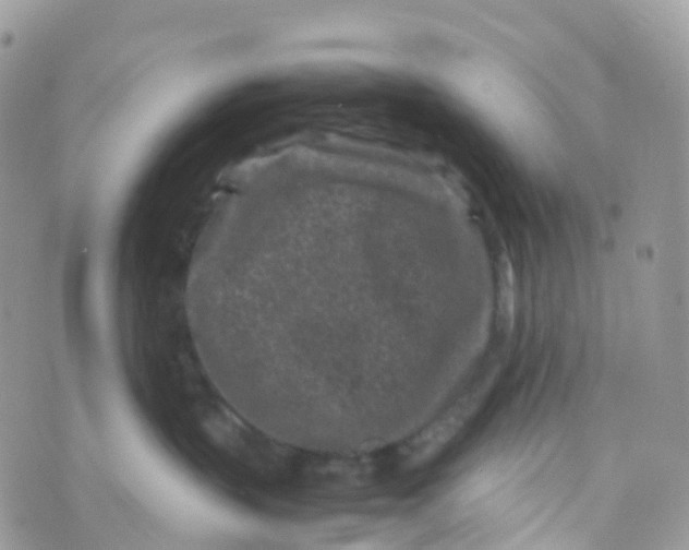 X0000070390383200606301952