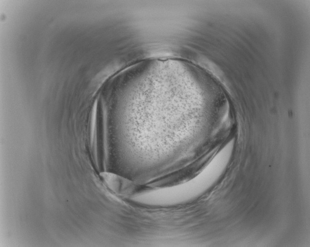 X0000070390385200606301952