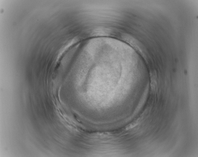 X0000070390386200606301951