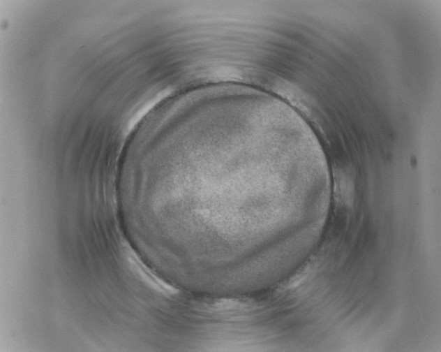 X0000070390390200606301951