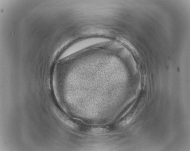 X0000070390399200606301951