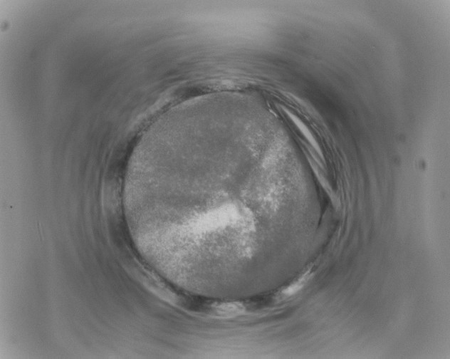 X0000070390409200606301951