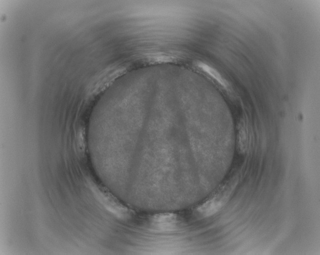 X0000070390410200606301951