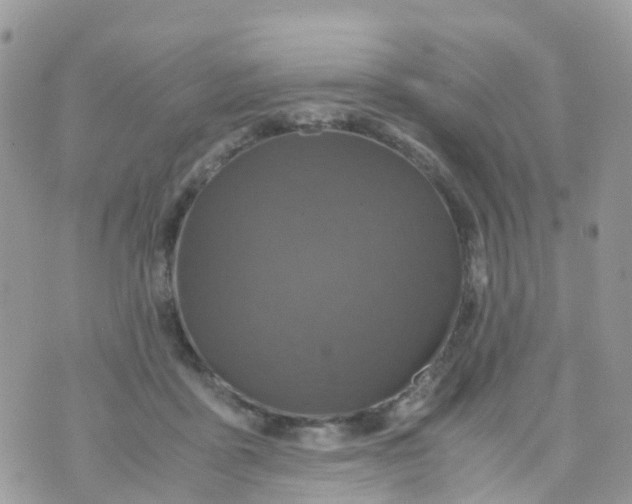 X0000070390411200606301951