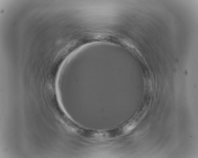 X0000070390415200606301951