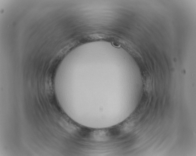 X0000070390418200606301951