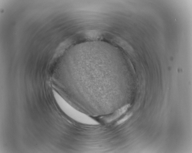 X0000070390432200606301951