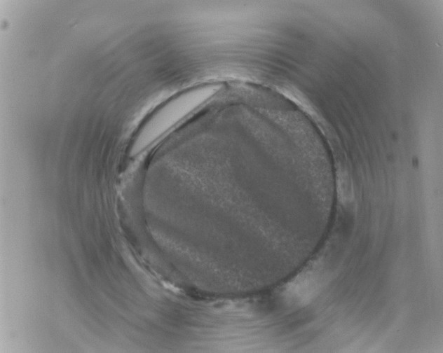 X0000070390434200606301950