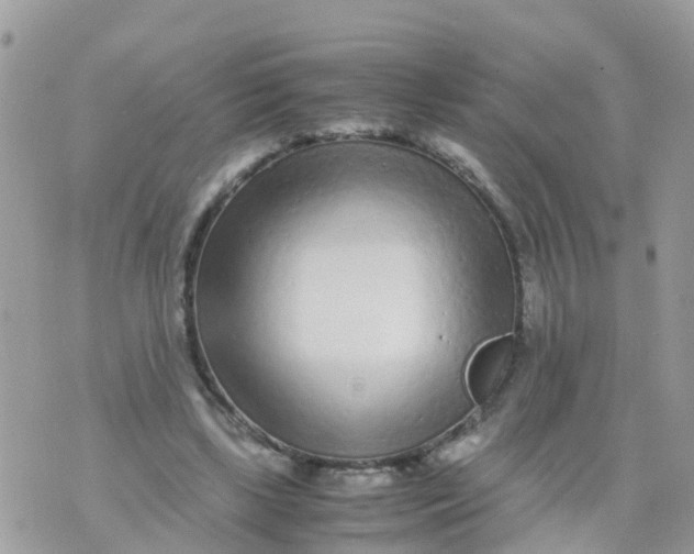 X0000070390443200606301950