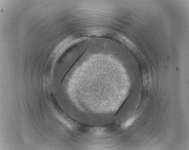 X0000070390444200606301950