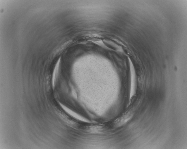 X0000070390462200606301950