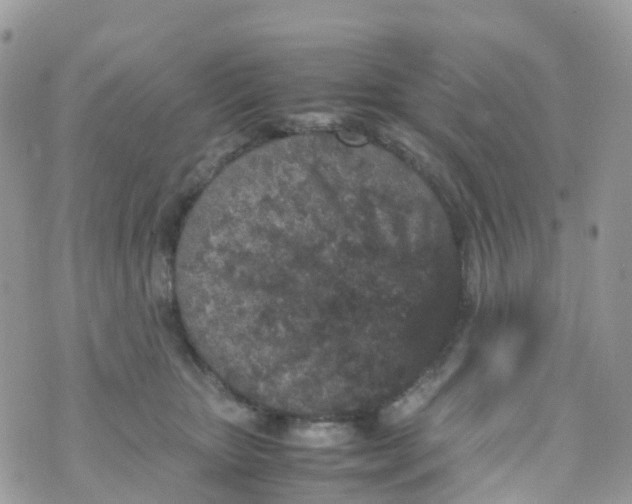 X0000070390467200606301951