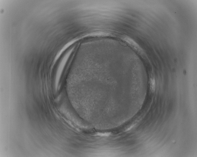 X0000070390484200606301950