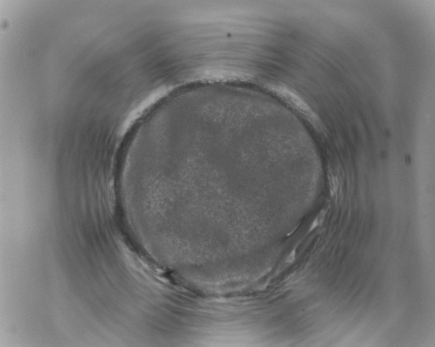 X0000070390488200606301950