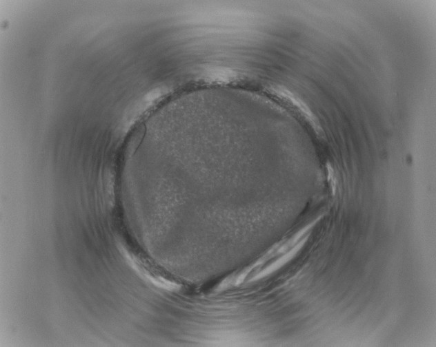 X0000070390496200606301950