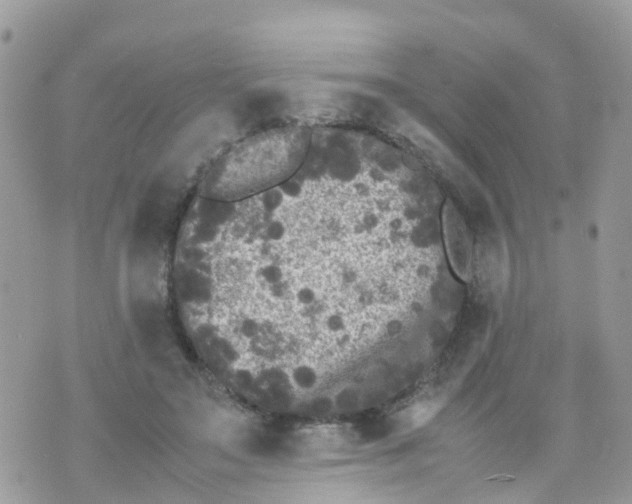 X0000070390499200606301950