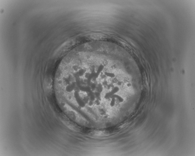 X0000070390507200606301950