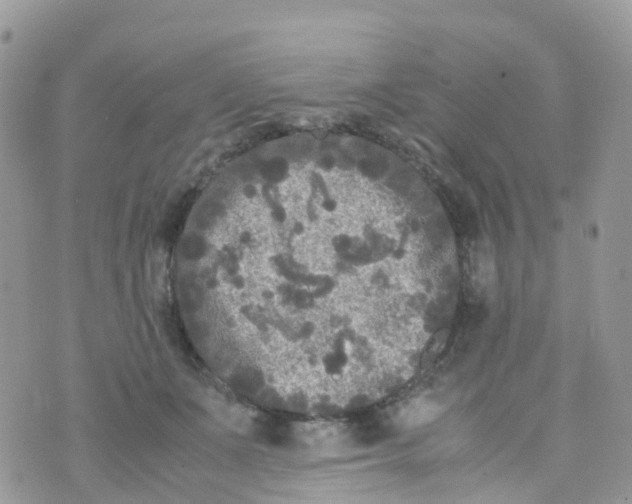 X0000070390511200606301949