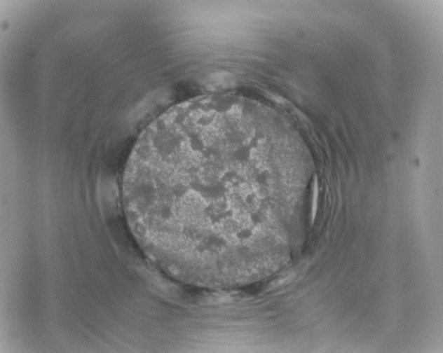 X0000070390523200606301949