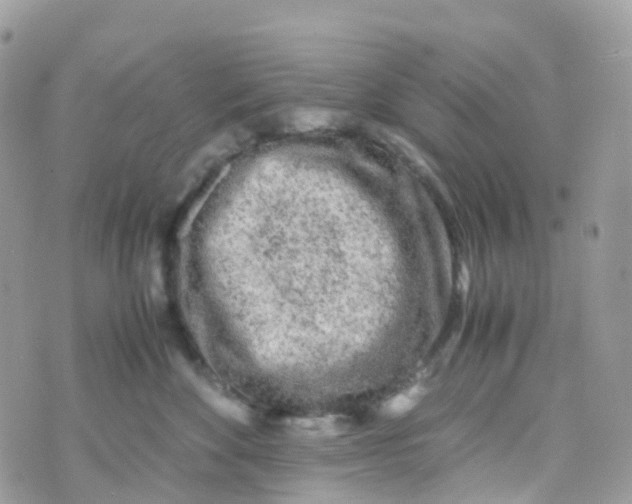 X0000070390524200606301949