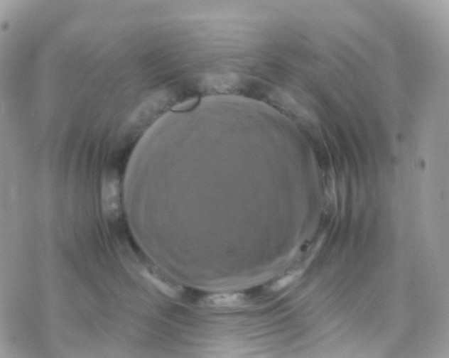 X0000070390526200606301949