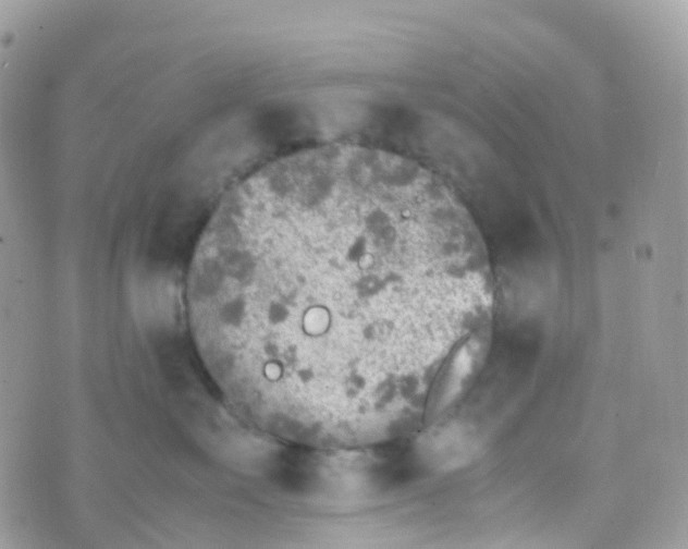 X0000070390527200606301949