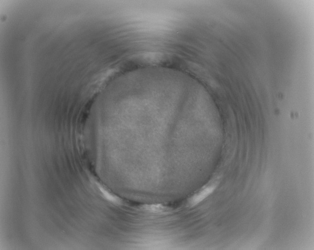 X0000070390528200606301949