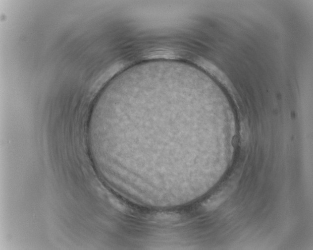 X0000070390529200606301948