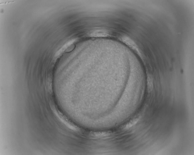 X0000070390533200606301948