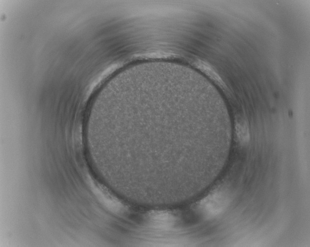 X0000070390534200606301948