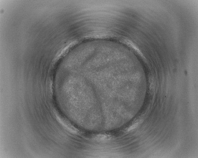 X0000070390542200606301949