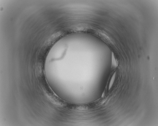 X0000070390546200606301949