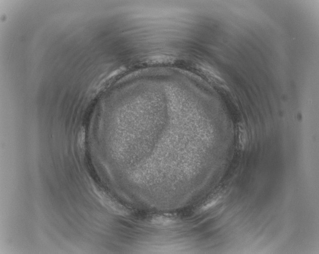 X0000070390550200606301949