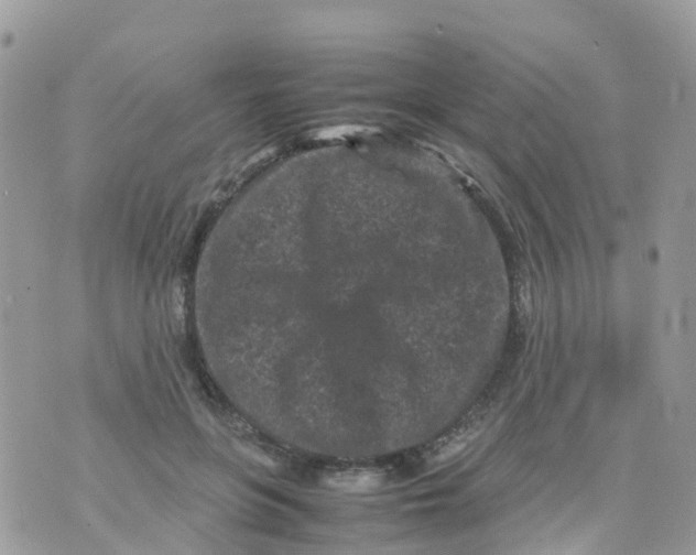 X0000070390551200606301949