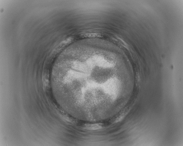 X0000070390553200606301949