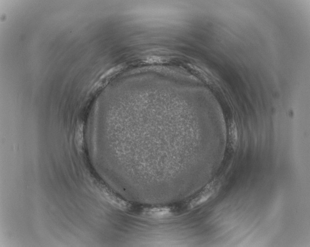 X0000070390554200606301949