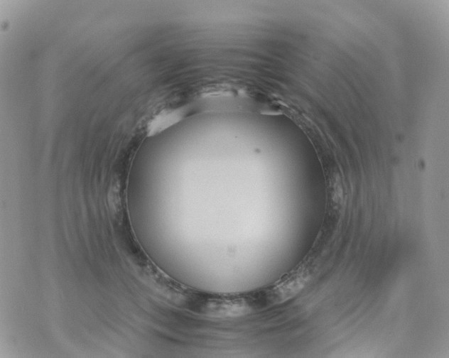 X0000070390559200606301949