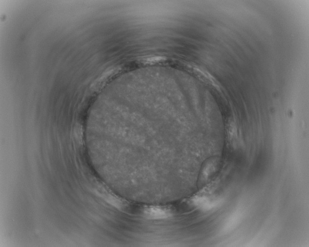 X0000070390565200606301949