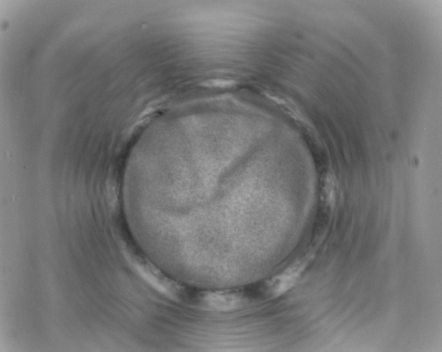 X0000070390568200606301949