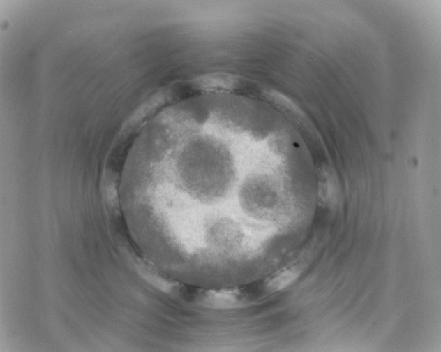 X0000070390573200606301949