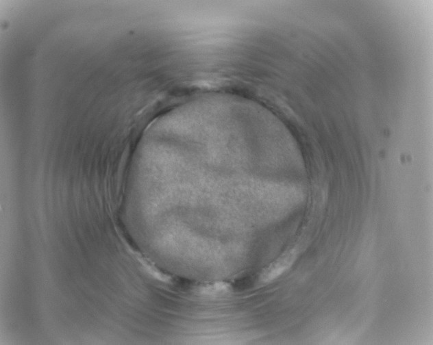 X0000070390576200606301949