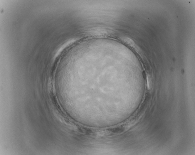 X0000070390579200606301948