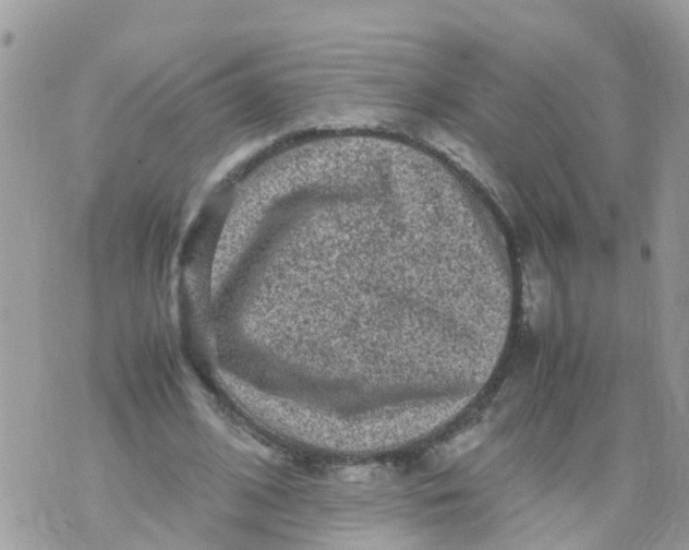 X0000070390584200606301948