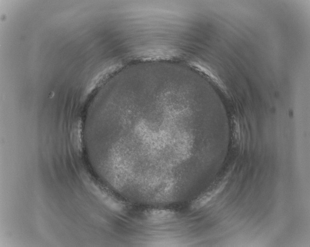 X0000070390590200606301948