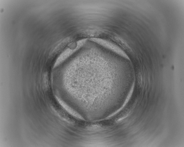 X0000070390594200606301948