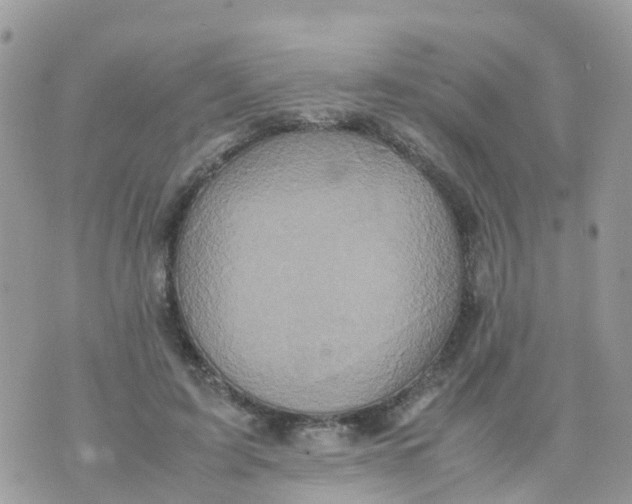 X0000070390595200606301948