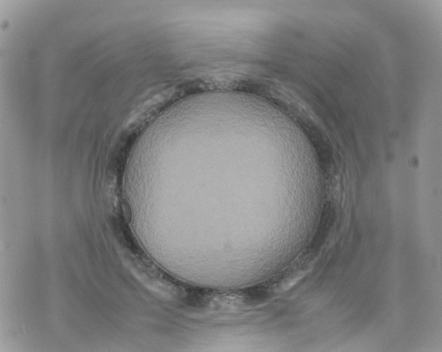 X0000070390599200606301948