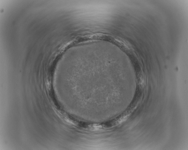 X0000070390607200606301948