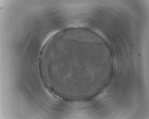 X0000070390626200606301947